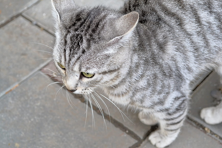 High Angle Close Up of Gray Tabby Cat on Pavement