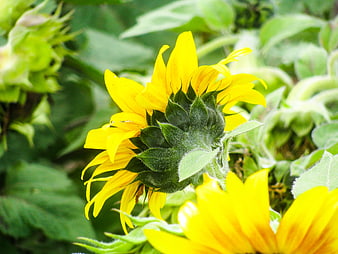 Close-up of vibrant yellow sunflower bloom in green field