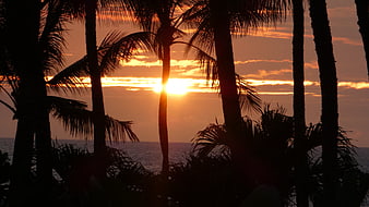 Silhouetted Palm Trees Against Vibrant Orange Sunset Over Ocean