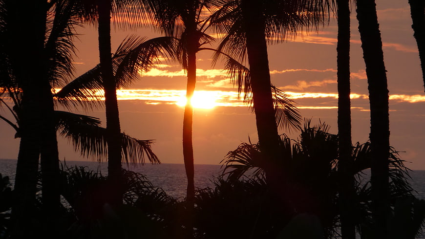 Silhouetted Palm Trees Against Vibrant Orange Sunset Over Ocean