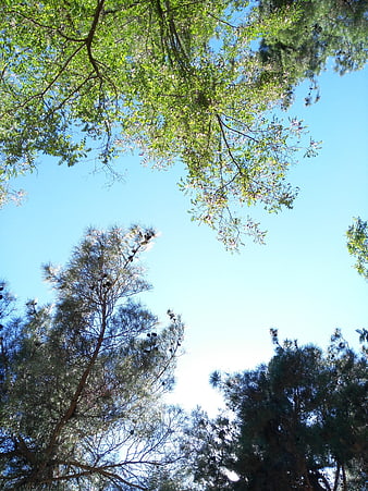 Low angle view of green tree canopy against blue sky