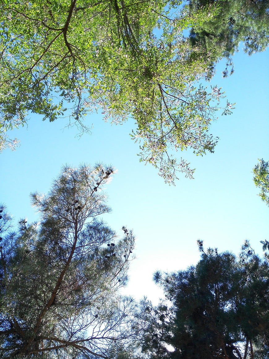 Low angle view of green tree canopy against blue sky