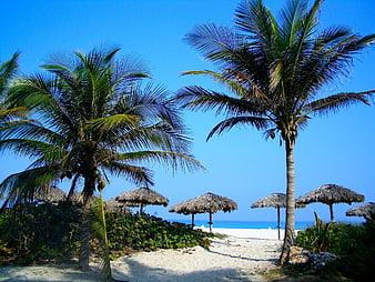 Tropical beach path with palm trees and thatched umbrellas