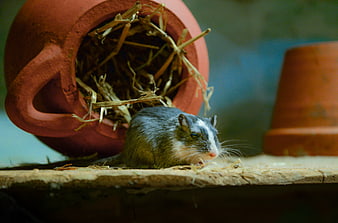 Small Grey Mouse Emerging from Terracotta Pot with Hay