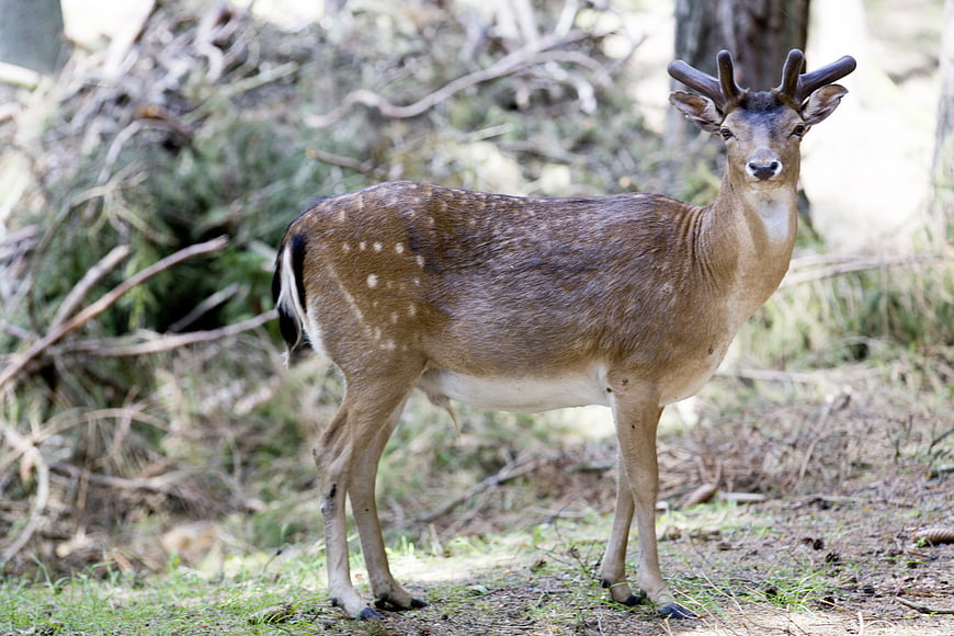 Spotted Deer with Antlers Standing in Forest