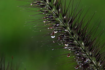 Close-up of grass seed head with water droplets on green background