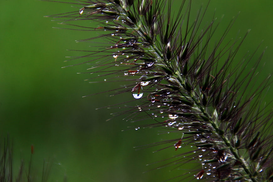 Close-up of grass seed head with water droplets on green background
