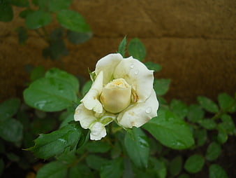 White Rose Bud with Water Droplets on Green Leaves