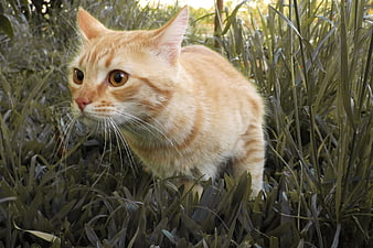 Orange Tabby Cat Hiding in Tall Green Grass