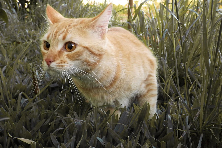 Orange Tabby Cat Hiding in Tall Green Grass
