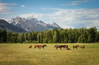 Horses grazing in a meadow with the Grand Teton mountains in the background