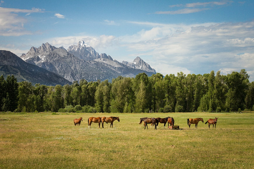 Horses grazing in a meadow with the Grand Teton mountains in the background