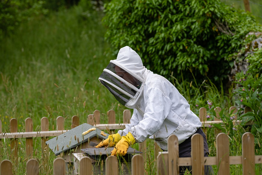 Beekeeper in white suit tending to beehive in green meadow