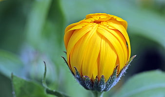 Close-up of a vibrant yellow calendula flower bud