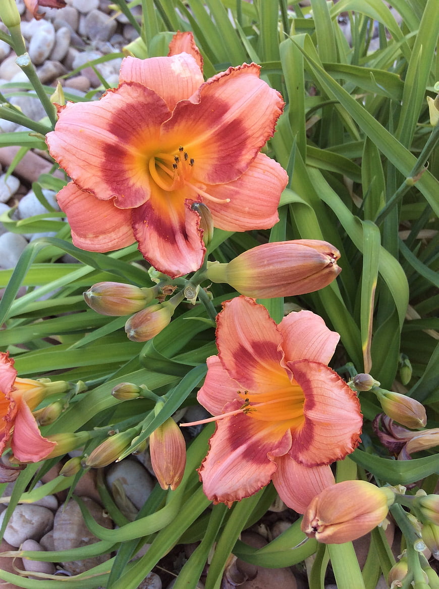 Vibrant Pink and Yellow Daylilies in Garden Bed