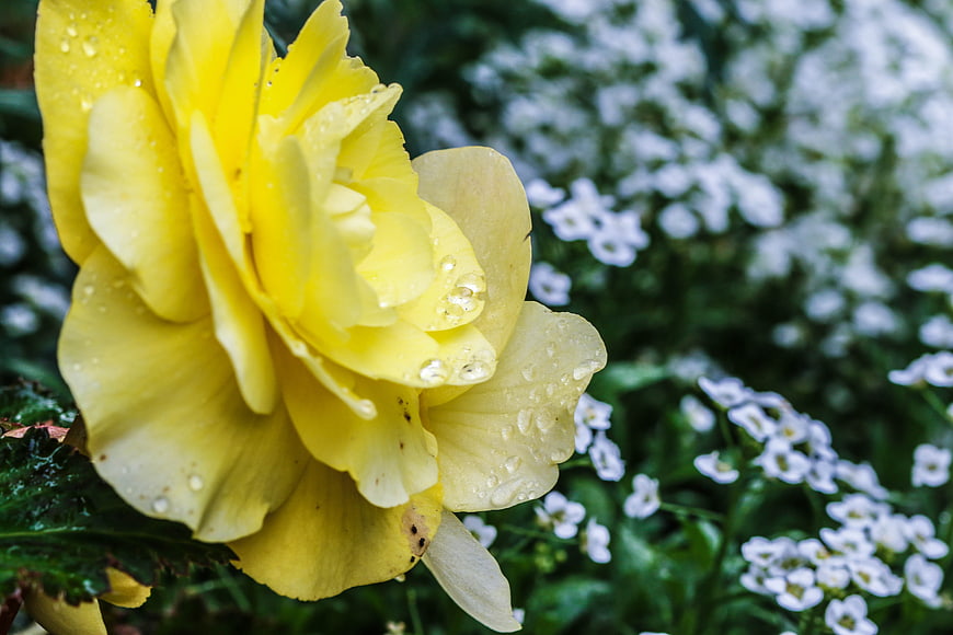 Close-up of yellow rose with water droplets and white flowers