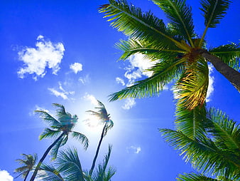 Low angle view of palm trees against bright blue sky