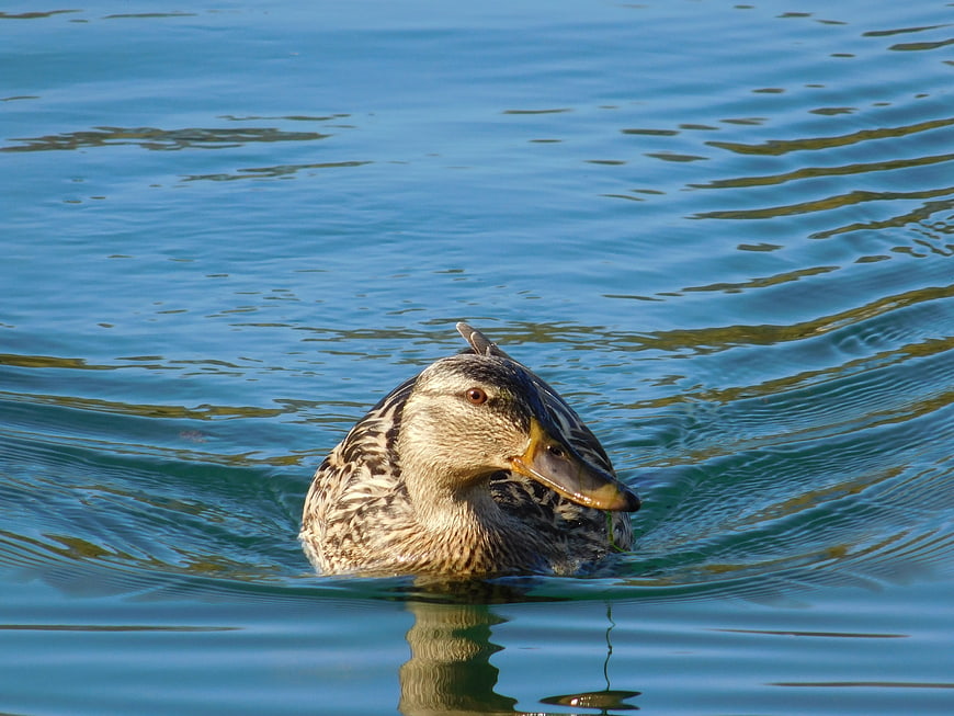 Close-up of a female mallard duck swimming in blue water