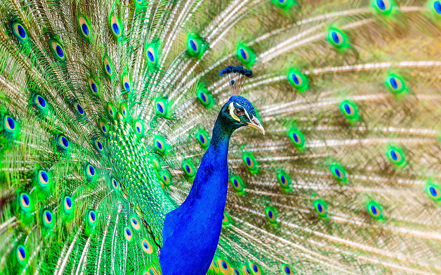 Vibrant Peacock Displaying Iridescent Tail Feathers