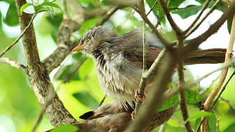 Close-up of a Jungle Babbler perched on a tree branch