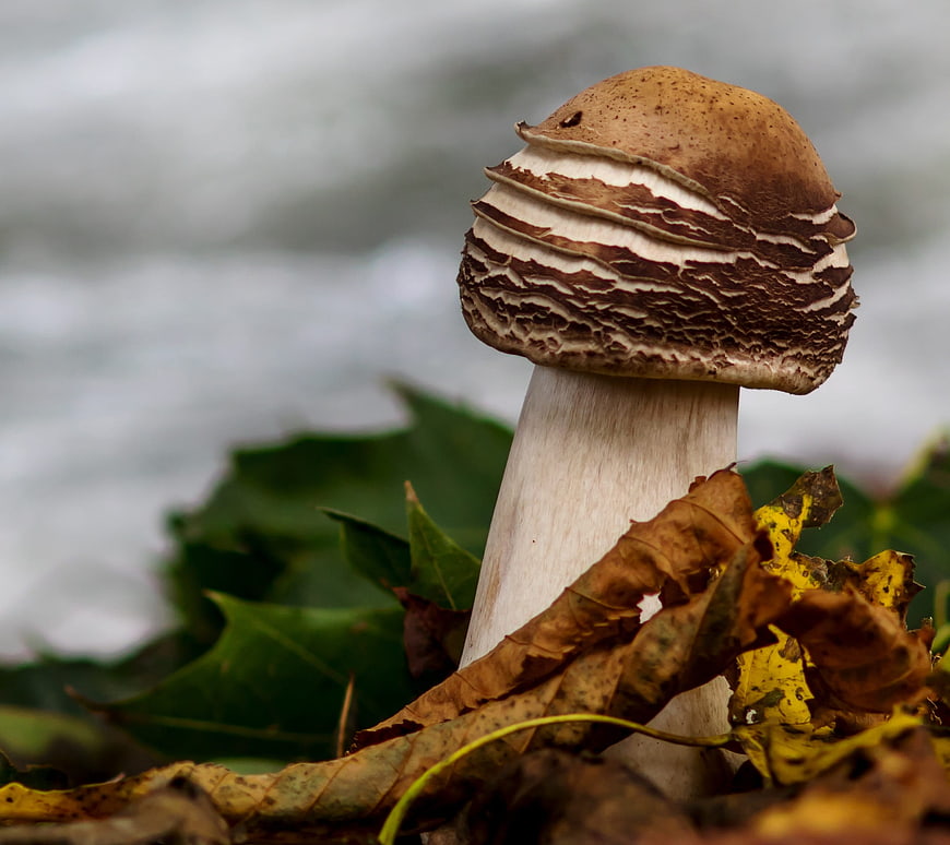 Close-up of a brown mushroom with textured cap in autumn leaves