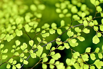 Close-up of vibrant green maidenhair fern fronds