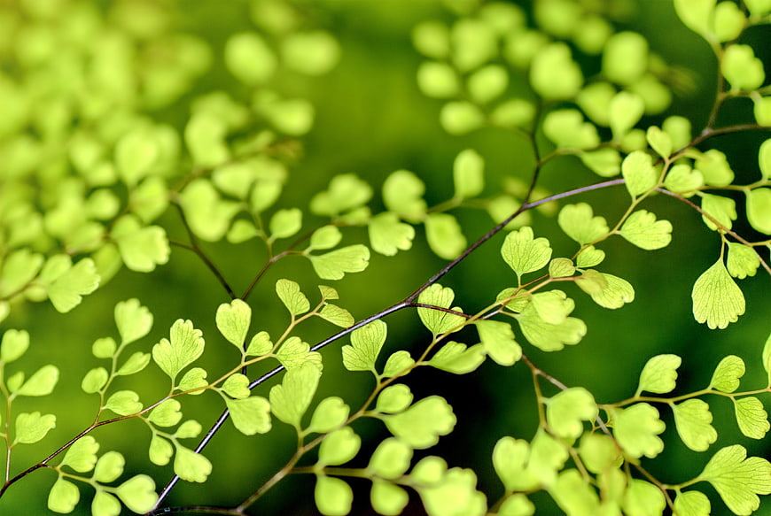 Close-up of vibrant green maidenhair fern fronds