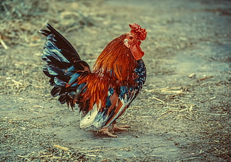 Colorful Rooster Standing On Farm Ground