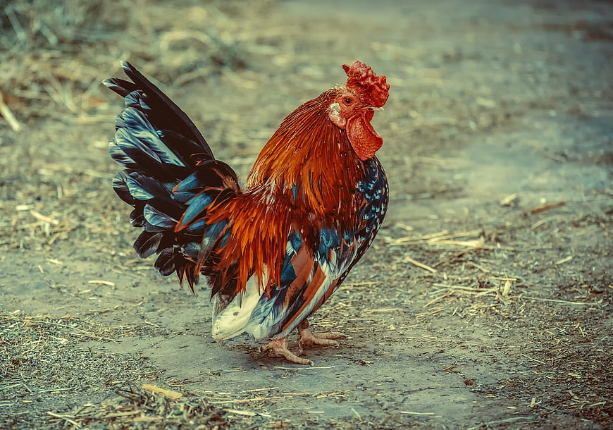 Colorful Rooster Standing On Farm Ground