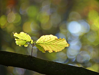 Autumn Beech Leaves Backlit by Sunlight on a Branch