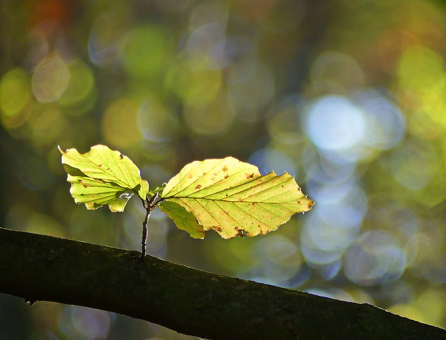 Autumn Beech Leaves Backlit by Sunlight on a Branch