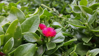 Close-up of vibrant pink ice plant flower with green succulent leaves