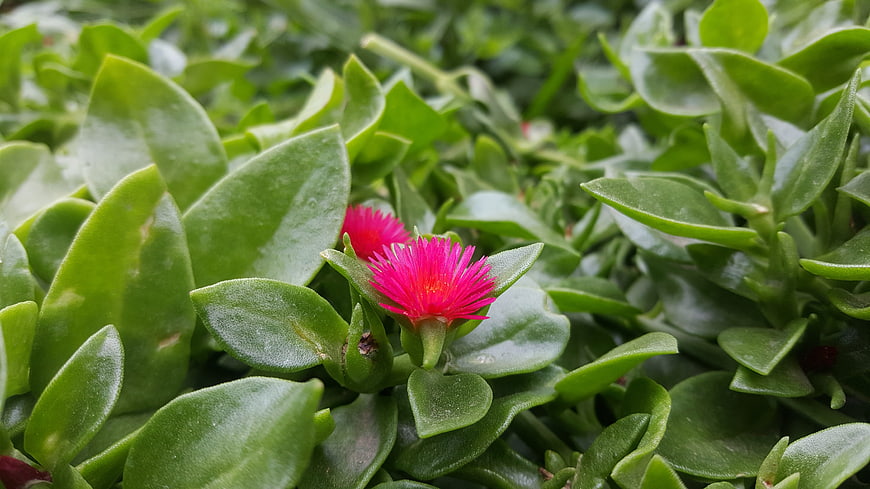 Close-up of vibrant pink ice plant flower with green succulent leaves