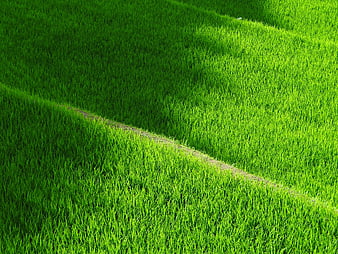 Vibrant Green Grass Field with Diagonal Shadow