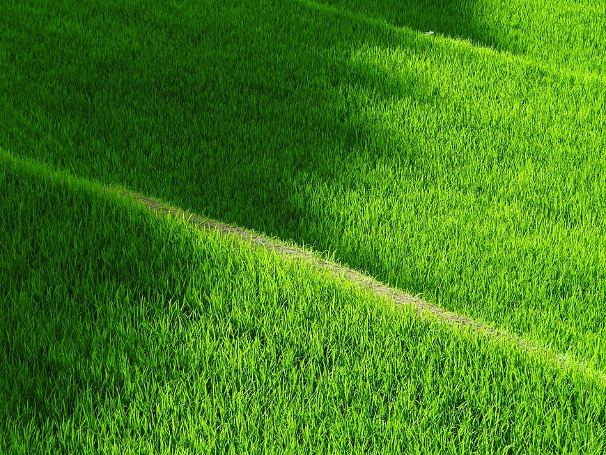 Vibrant Green Grass Field with Diagonal Shadow