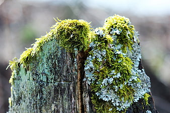 Mossy and Lichen-Covered Weathered Wooden Stake Close-Up