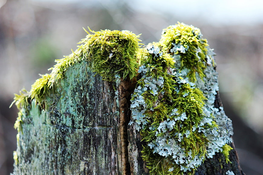 Mossy and Lichen-Covered Weathered Wooden Stake Close-Up
