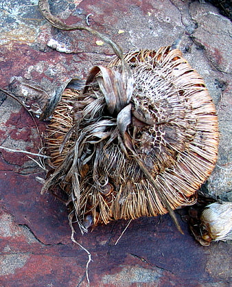 Dried Seed Pod on Red Rock Texture