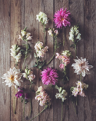 Flat lay of pink and white dahlia and snapdragon flowers on rustic wood