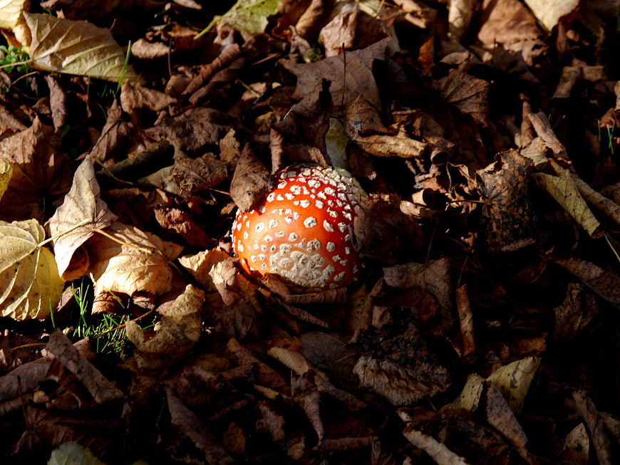 Red Fly Agaric Mushroom in Autumn Leaves