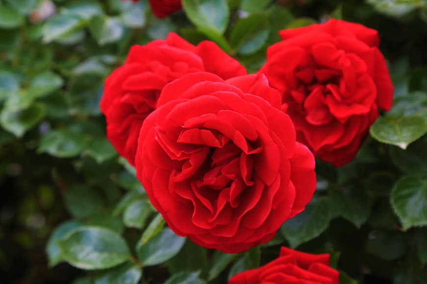 Vibrant Red Roses in Full Bloom with Green Leaves