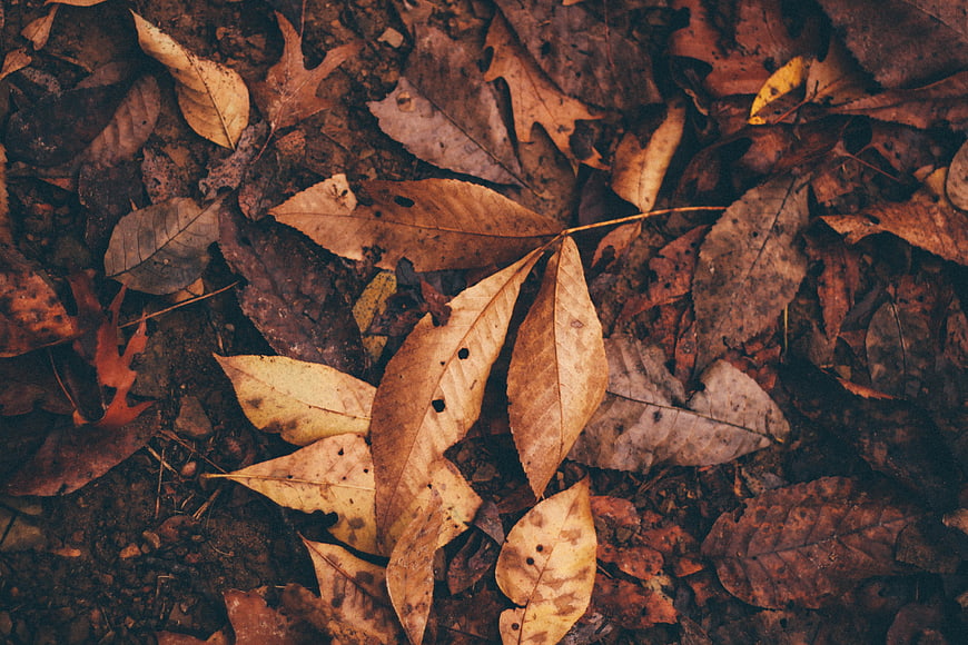 Top View of Dried Autumn Leaves on Forest Floor
