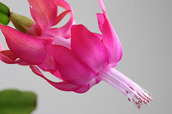 Close-up of vibrant pink Christmas cactus flower