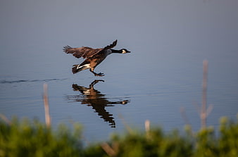 Canada Goose Landing on Calm Lake Water