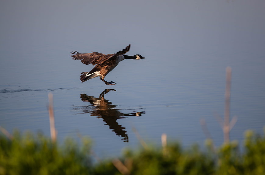 Canada Goose Landing on Calm Lake Water