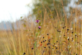 Purple wildflower in dry autumn grass field