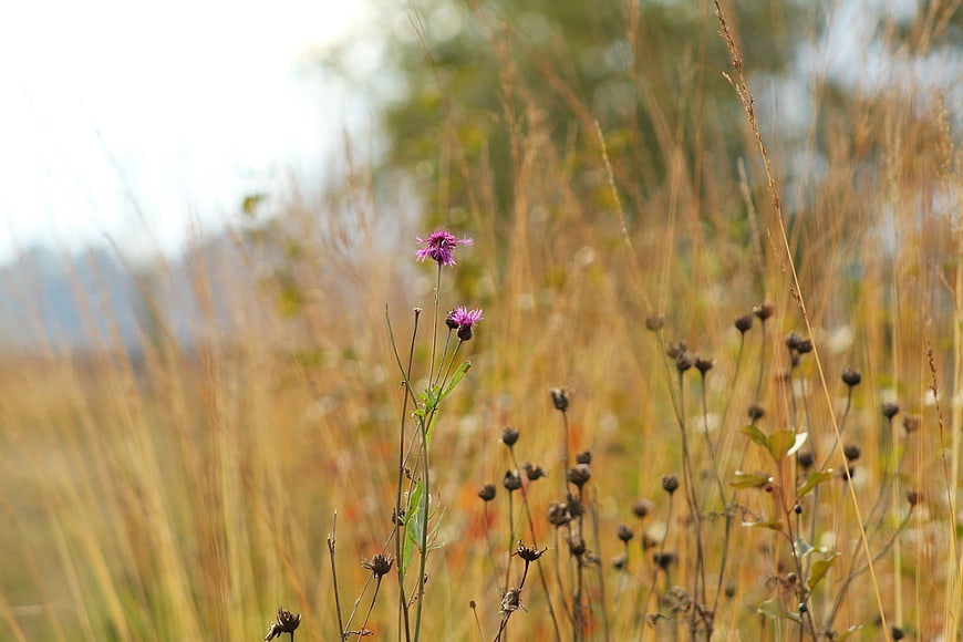 Purple wildflower in dry autumn grass field
