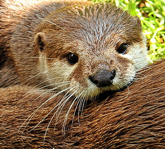 Close-up of a cute otter resting on grass