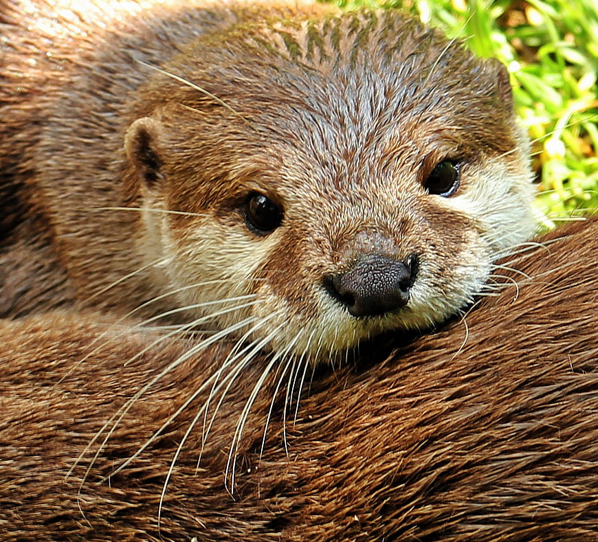 Close-up of a cute otter resting on grass