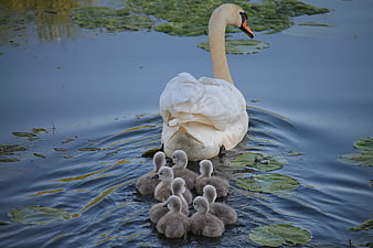 White Swan with Cygnets Swimming in Pond